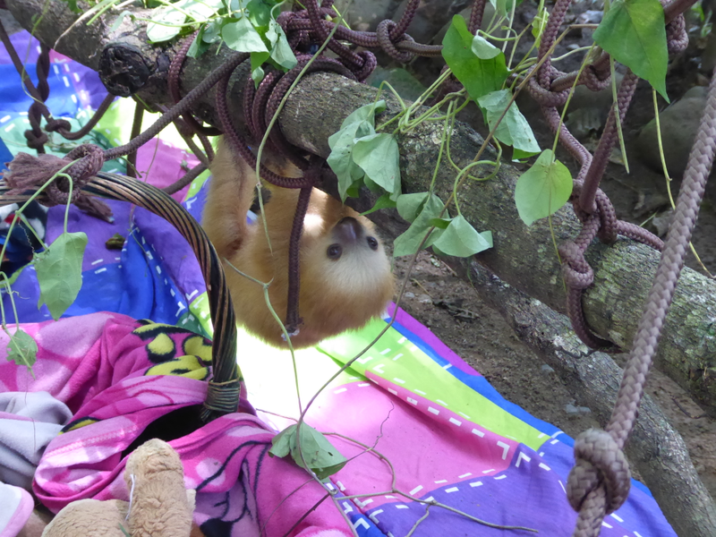 After the baby sloth in the previous picture decided to bundle up under the blanket in the basket, this little guy came on over to say hi.